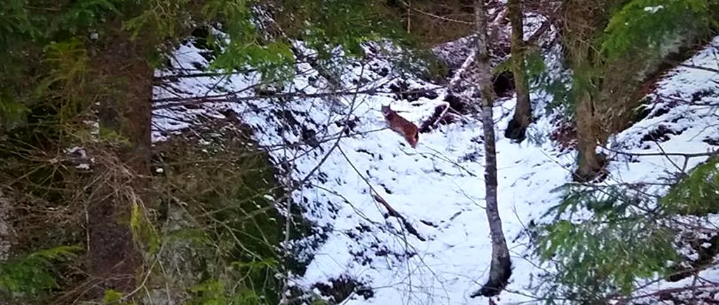 Imagini de colecție cu cea mai mare felină din Europa, surprinse într-o pădure din Mureș. FOTOGRAFII RARE cu lynxul românesc