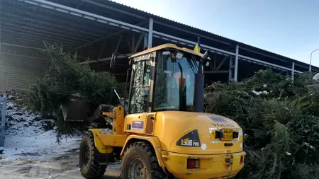 Brazii folosiți de gălățeni de Crăciun, replantați în curțile școlilor și grădinițelor