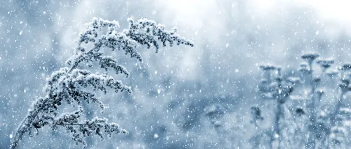 Nou val de ninsori în România. Prognoza meteo până la începutul lunii februarie