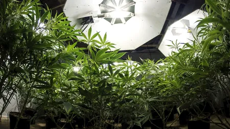 Cultivarea CANABISULUI a devenit un sport național. Vezi UNDE au mai descoperit polițiștii o seră de MARIJUANA și cât de bine erau ÎNGRIJITE plantele