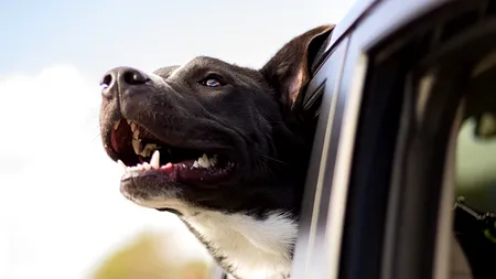 4 sfaturi pentru îngrijirea prietenului tău blănos