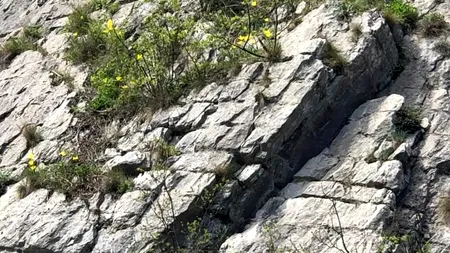 GALERIE FOTO Cea mai scumpă lalea din România a înflorit. Cine o rupe, riscă o amendă de 15.000 de lei