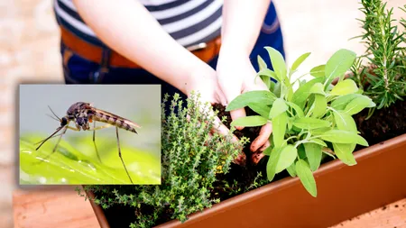 Planta aromatică din grădină sau balcon care alungă țânțarii. Acționează ca un repelent natural