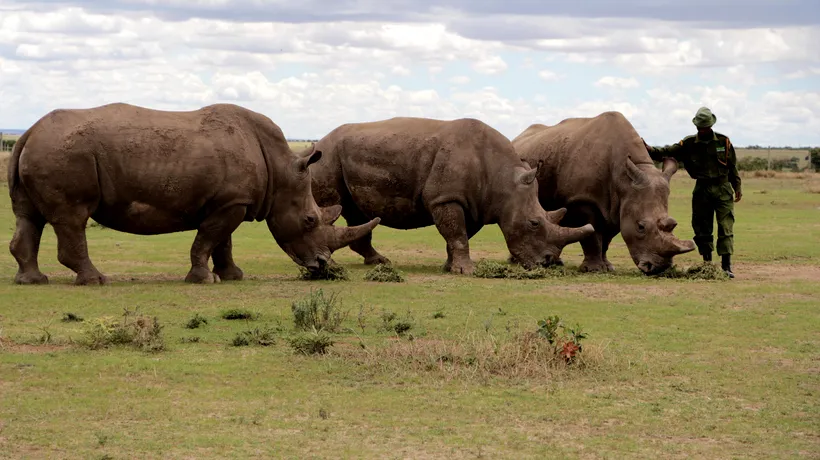 Sudan, ultimul mascul de rinocer alb, a murit: „A fost un adevărat ambasador al speciei sale