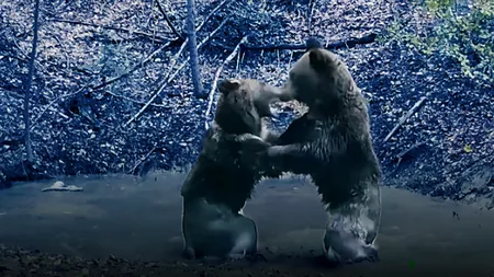 Aglomerație la piscină. Doi urși își dispută o băltoacă din Parcul Național Piatra Craiului