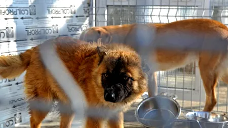 Primarul din orașul vasluian Negrești, acuzat că ucide câinii fără stăpân