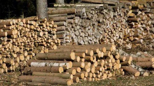 SUCEAVA. Protest împotriva tăierilor ilegale de păduri. AUR: „Companiile austriece au instituit un oligopol pe exploatarea materialului lemnos”