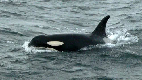Decesul lui J2, cea mai bătrână balenă ucigașă din lume. O lovitură dată orcilor. VIDEO
