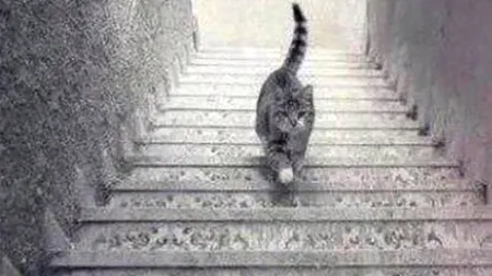 Rochia este de domeniul trecutului. Aceasta e noua dilemă a internauților: pisica urcă sau coboară?