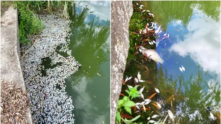 Mii de pești MORȚI descoperiți într-un lac din Cluj-Napoca: „Un loc frumos s-a transformat practic într-un cimitir de animale”