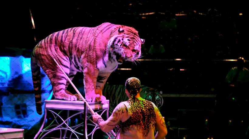 Folosirea animalelor sălbatice la circ a fost interzisă prin lege. Cu ce rămân circurile