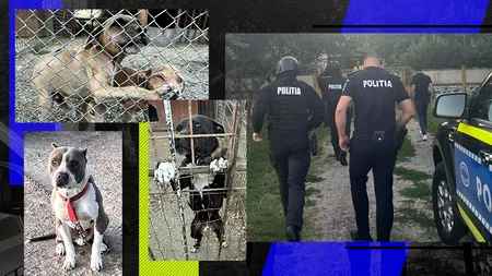 FOTO EXCLUSIV - Câini de luptă maltratați de un bărbat din Giurgiu. Le tăia urechile și le făcea diverse intervenții chirurgicale
