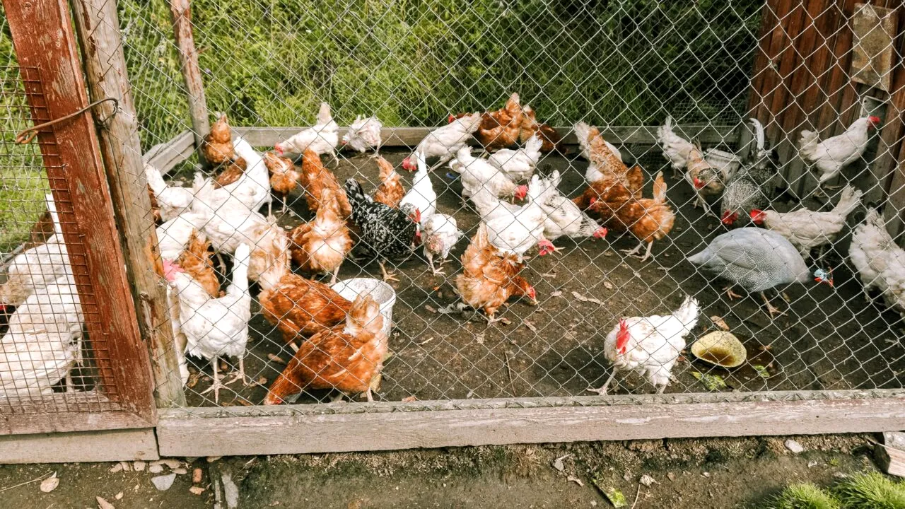 Câte găini poți crește în curte, conform legii. Care sunt obligațiile crescătorilor de animale
