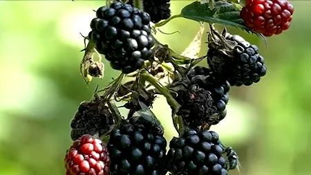 Suprafeţele cultivate cu zmeură, afine sau mure sunt în CREȘTERE. Micii producători de fructe de pădure au reușit să intre în marile lanțuri de retail
