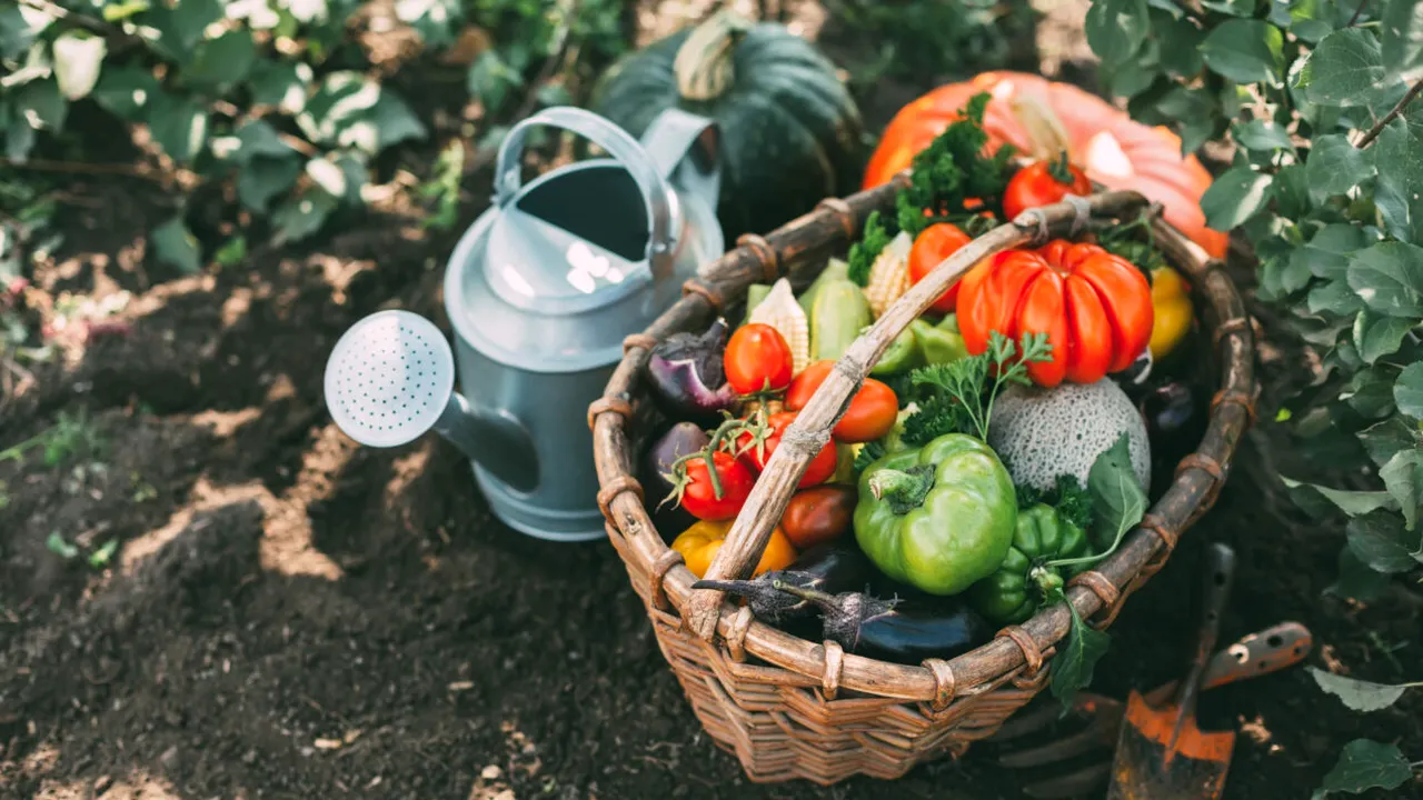 Planta care îți protejează întreaga recoltă din grădină. Se mai numește „Apărătorul Legumelor” și este un remediu vegetal utilizat de sute de ani