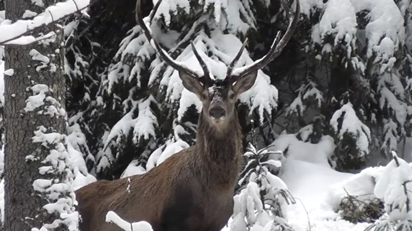 Noi imagini spectaculoase cu un cerb, filmat de aproape în Parcul Național Călimani. VIDEO de colecție