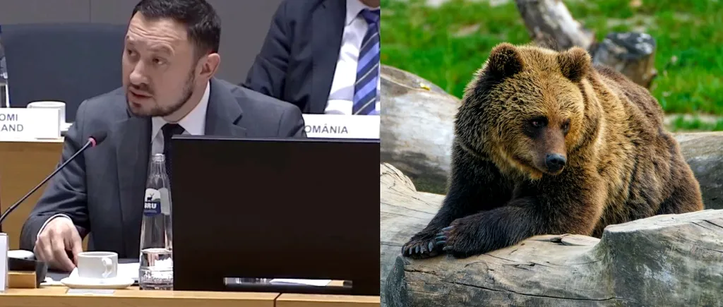 Liberalul Mircea Fechet a solicitat la Consiliul de Mediu de la Bruxelles gestionarea populației de urs brun pe teritoriul României