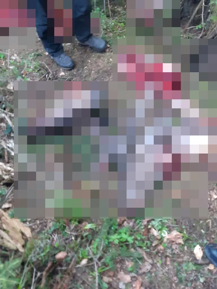 Resturile a doi cerbi, descoperite pe Muntele Roșu, din masivul Leaota-Păpușa