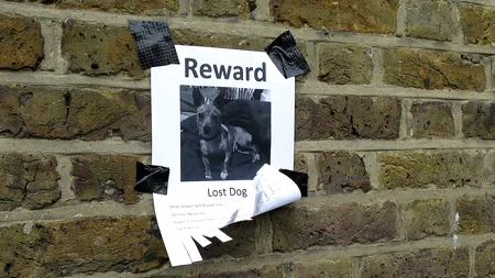 Și-a pierdut câinele în 2008. Ce s-a întâmplat 10 ani mai târziu, a lăsat pe toată lumea fără cuvinte