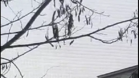 VIDEO | Anul acesta porcul se taie la înălțime! Au demonstrat câțiva bărbați din Baia Mare care au sacrificat animalul pe acoperișul unui bloc