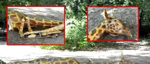 Girafa din fața muzeului Grigore Antipa, distrusă de vandali
