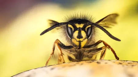 PERICOL. Viespile gigantice asiatice au ajuns în Statele Unite. Înţepătura lor este mortală pentru oameni