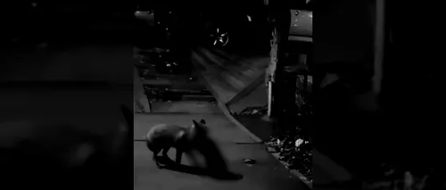 VIDEO | Imagini în premieră! Mister elucidat! Vulpoiul ucigaș de pisici din Craiova a fost prins asupra faptului