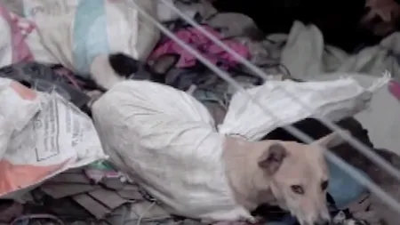 Imagini revoltătoare la un abator de câini. Animalele legate în saci și ucise pentru restaurante - VIDEO