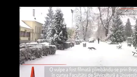 VULPE filmată plimbându-se prin BRAȘOV, în curtea Universității Transilvania