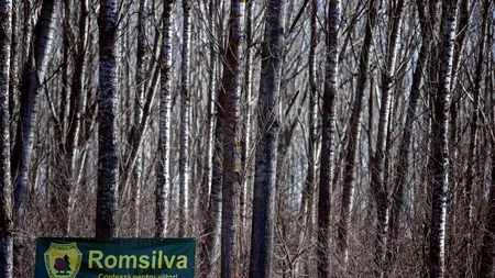 Pierderi financiare mari în cinci ani consecutivi pentru şase Direcţii Silvice de la Romsilva/ Raportul Corpului de Control, trimis la Parchet