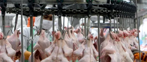 Ce conține carnea de pui scoasă la vânzare în supermarketuri