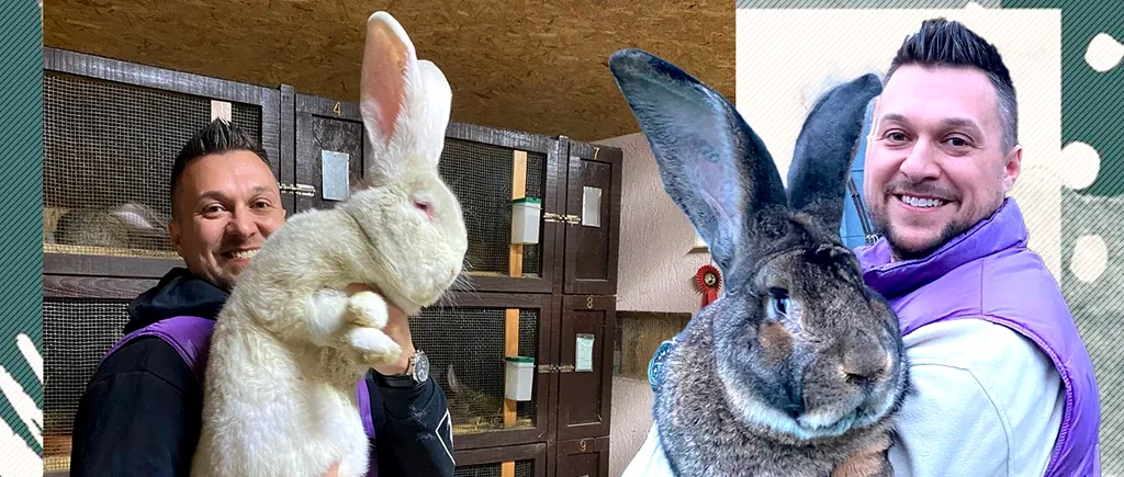 Crescătorul de iepuri uriași din Banat are o nouă generație de campioni. A vândut „urechiați” chiar și în America. „Succesul depinde de trei reguli: rasa, masa, casa!” | EXCLUSIV