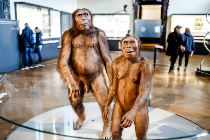Cuplu de australopiteci: mascul și femelă. Figurine la scară naturală, reconstituite și expuse la Muzeul de Istorie Naturală din Viena. Sursa Foto: Shutterstock