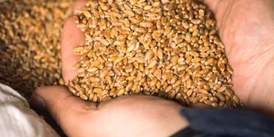 Comisia Europeană caută SOLUȚII pentru a sprijini țările afectate de afluxul cerealelor ucrainene. Cât va primi România?
