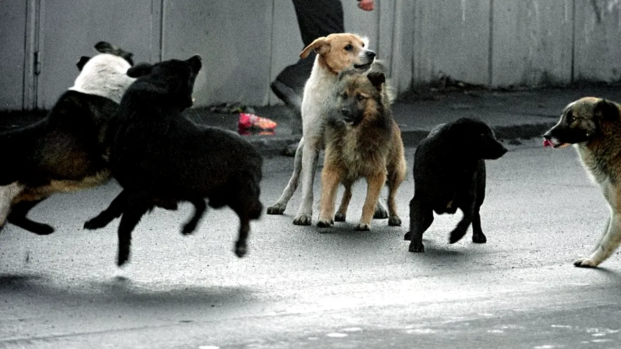 Fată de nouă ani la spital, după ce a fost atacată de câini în stradă când se întorcea de la școală