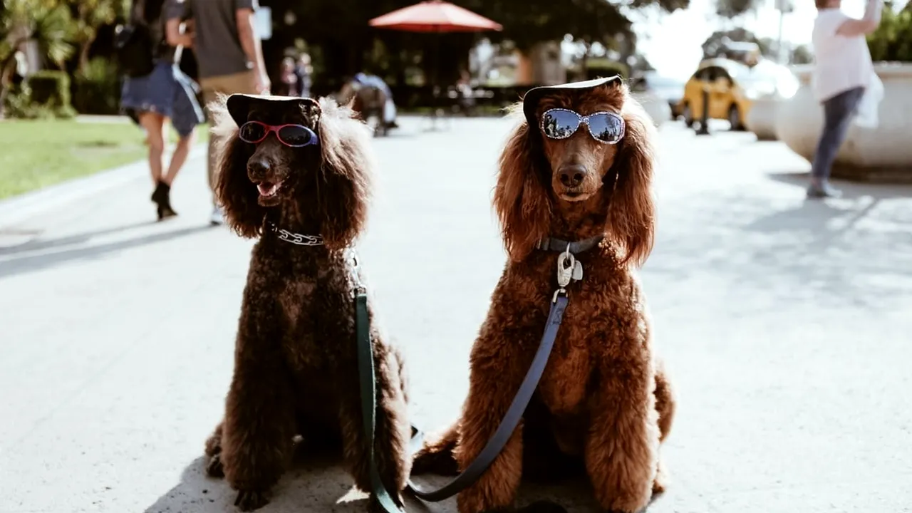 Importanţa dresajului canin