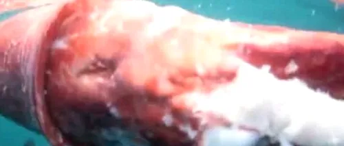 VIDEO. Un calamar de aproape 4 metri, descoperit în Marea Tasmaniei