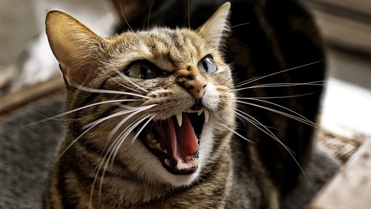 O fetiță din Slatina, internată în spital după ce a fost atacată, în timp ce dormea, de pisica bunicului