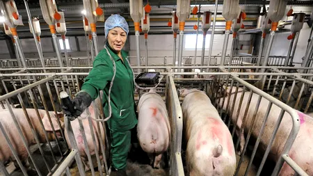 CIFRELE PESTEI PORCINE: 1.136 de FOCARE în 296 de localități. Au fost SACRIFICATE 364.000 de animale. Avertismentul ANSVSA