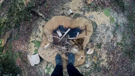 Bistrița-Năsăud, în topul DEFRIȘĂRILOR ILEGALE. Satul HOȚILOR: Un bărbat, prins de 57 de ori la furat

