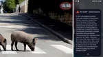 Un porc mistreț a fost văzut în Pipera. Autoritățile au emis RO-ALERT