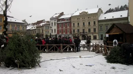 PREȚURI BRAZI DE CRĂCIUN. Brazii din 