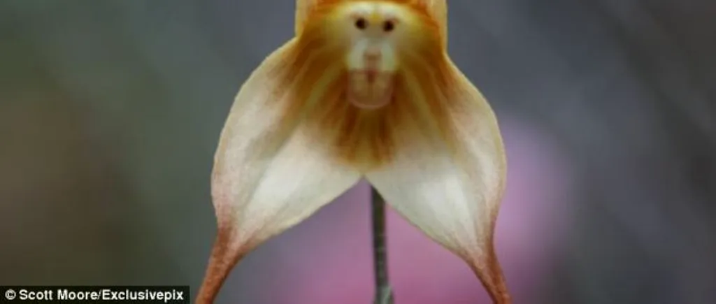 GALERIE FOTO. Specialiștii au botezat-o orhideea-maimuță
