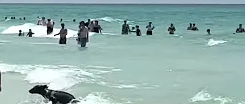 Apariție SURPRINZĂTOARE pe o plajă din Florida. Un urs a înotat în ocean printre turiști, apoi a fugit către dunele de nisip 