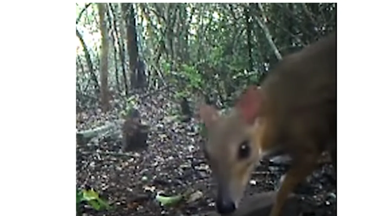 Faceți cunoștință cu „Șoarecele-Căprioară