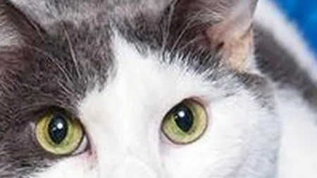 Cum arată pisica hrănită timp de doi ani cu hamburgeri și paste