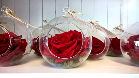 Cum se obține un trandafir criogenat, proces care îi permite să își păstreze aspectul proaspăt ani la rând