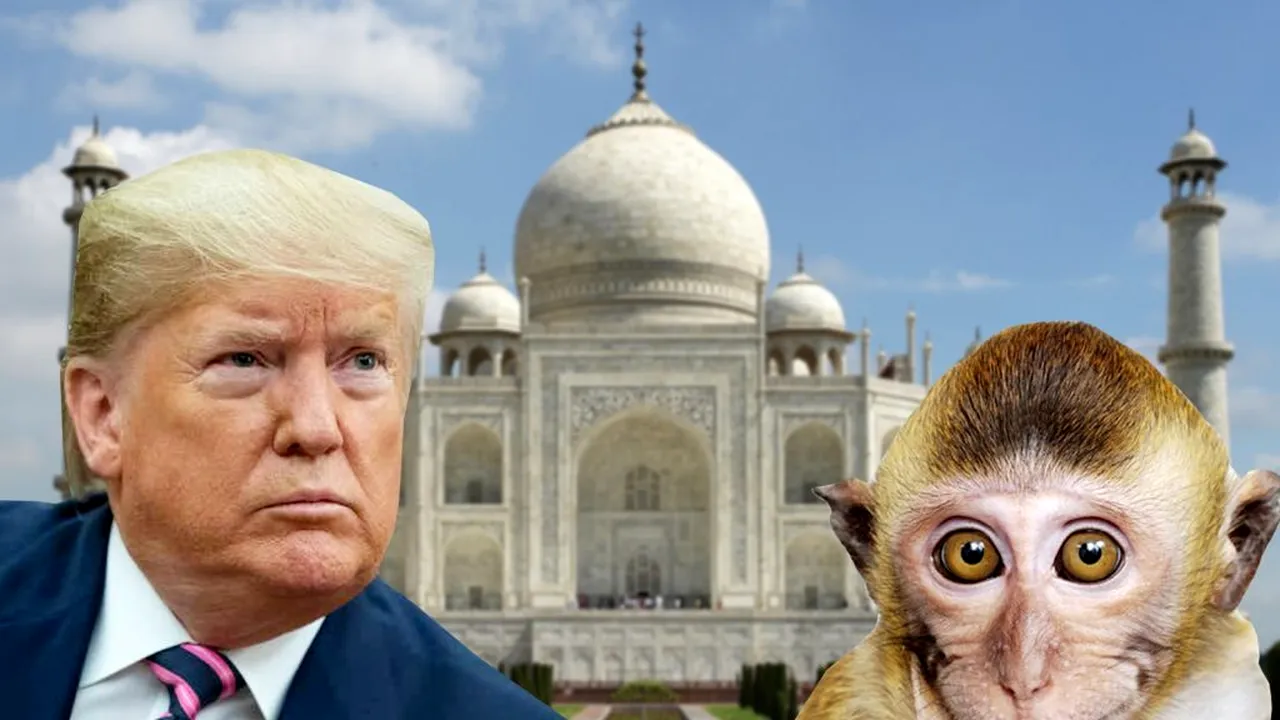 Donald Trump ar putea fi atacat de maimuțe în timpul vizitei în India. Oamenii legii se pregătesc cu praştii, iar locuitorii  cu mesaje de prietenie