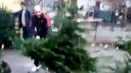 Imagini șocante | Distrugătorul de brazi face ravagii: Un român care pare nervos distruge mai mulți brazi cu o drujbă - VIDEO 