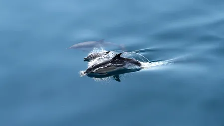 Un delfin a fost găsit mort pe plaja din Olimp. Turist: „Tot ce e posibil să fi atins vreo mină din cele care se știe că mai plutesc în Marea Neagră”